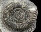 Dactylioceras Ammonite Stand Up - England #68137-1
